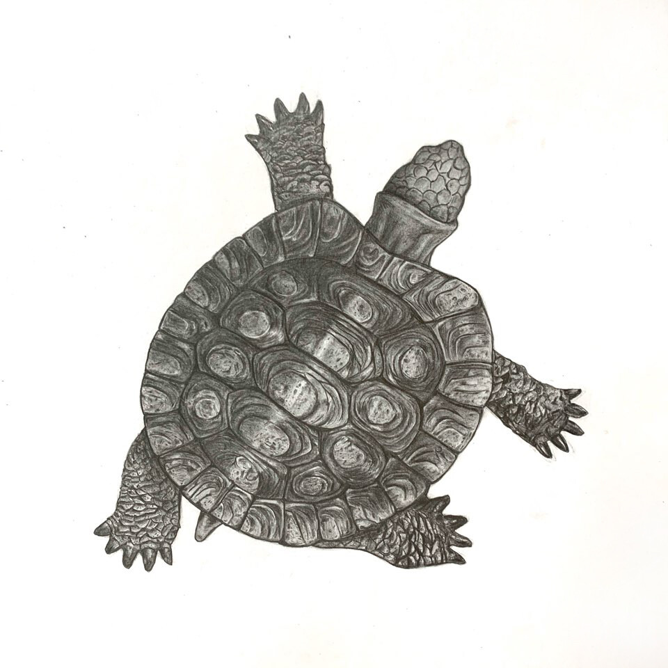 ArtStation - Turtle Drawing