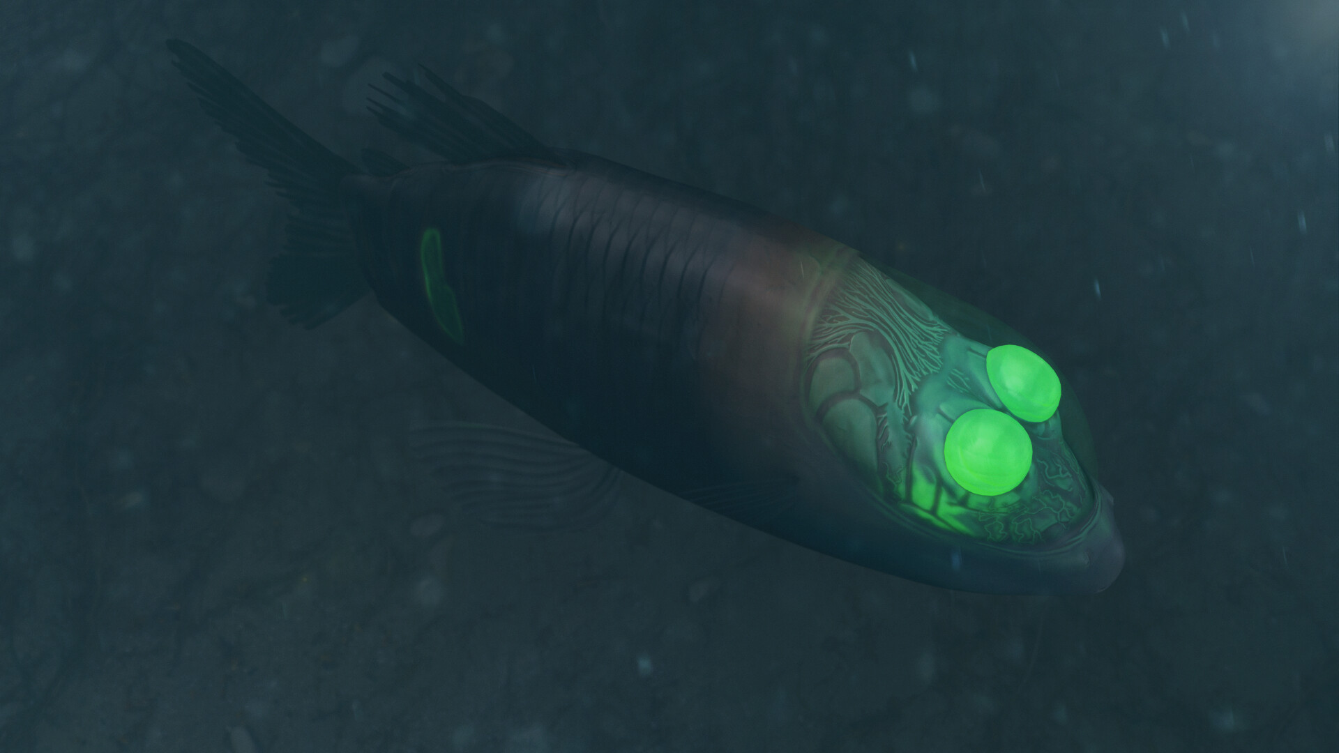 ArtStation - Barreleye