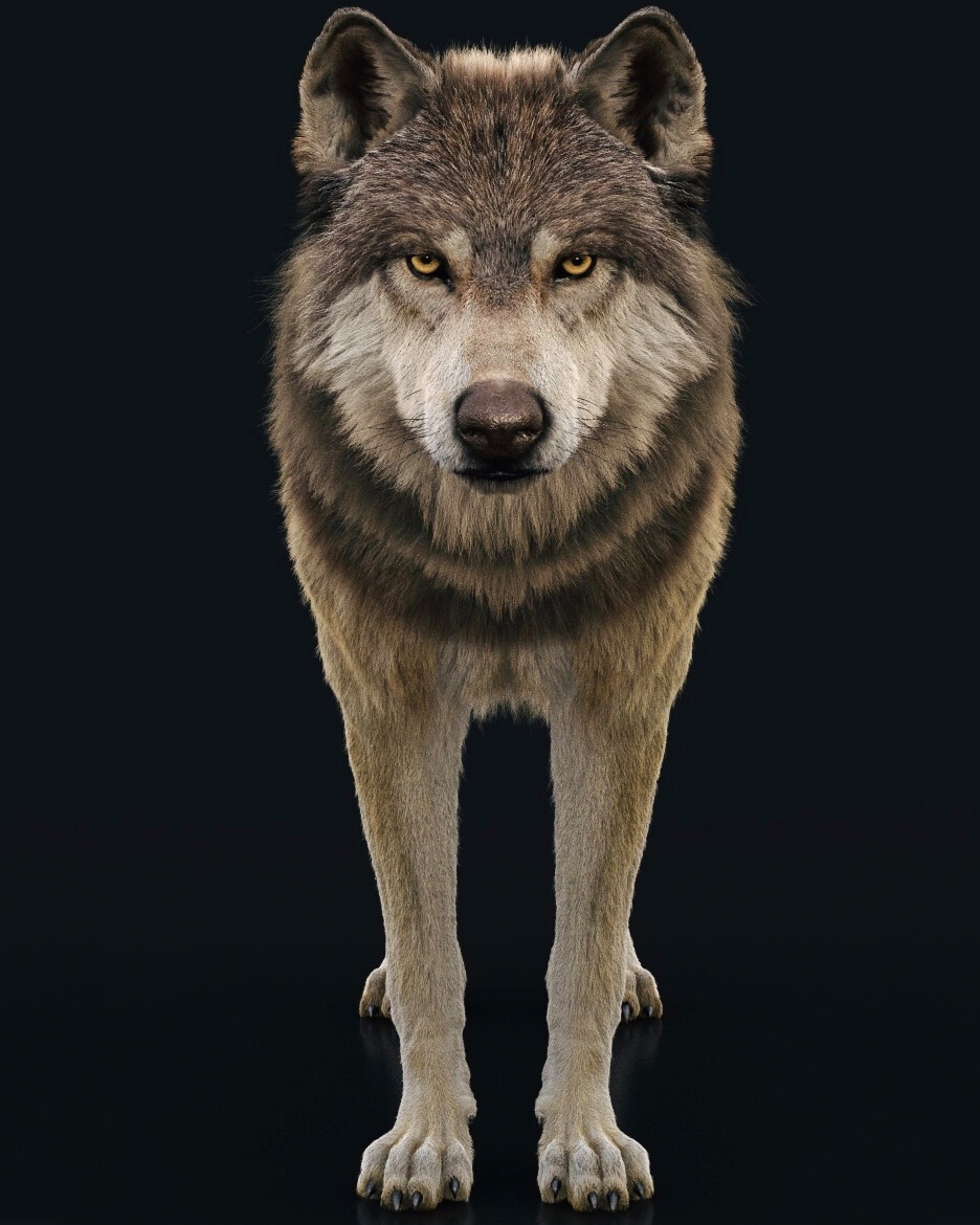 Wolf body