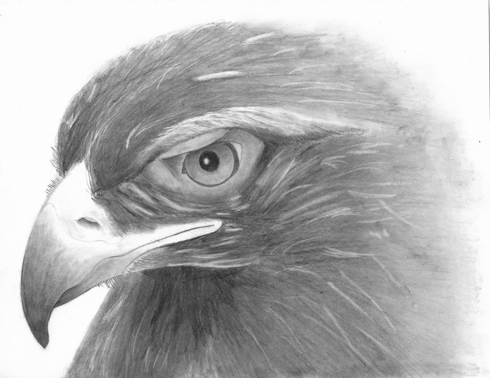 Bald eagle head draw and paint on white background vector illustration.  posters for the wall • posters monochrome, white background, eagle |  myloview.com