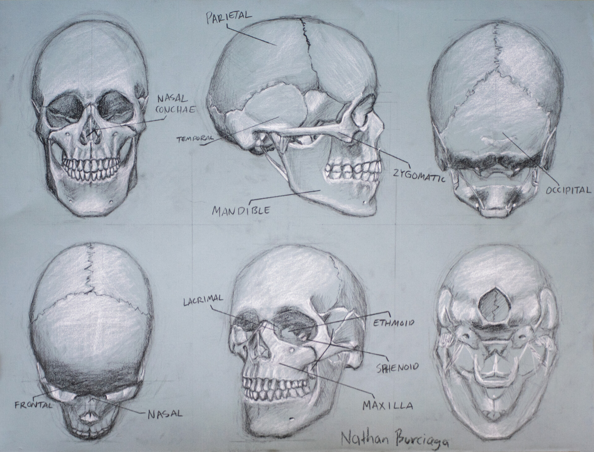 ArtStation Skull Study, 6 Angles