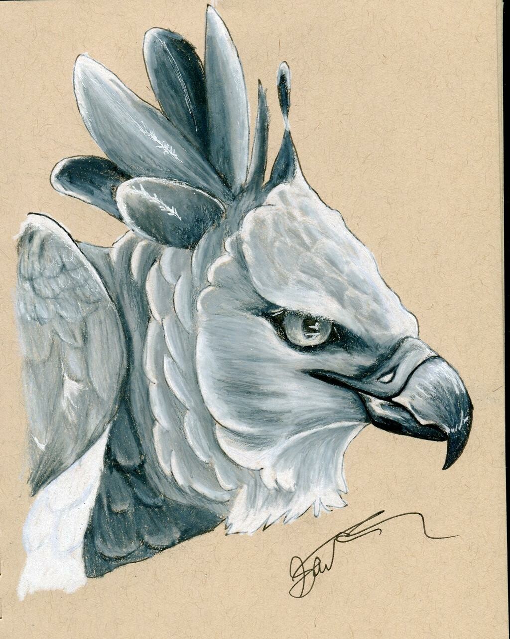 Harpy Eagle - Sarah Fonville