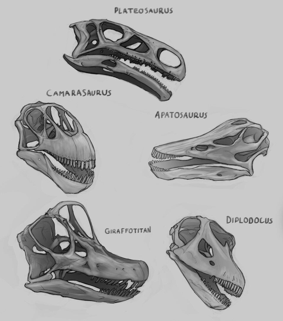 Sauropod Skull Studies