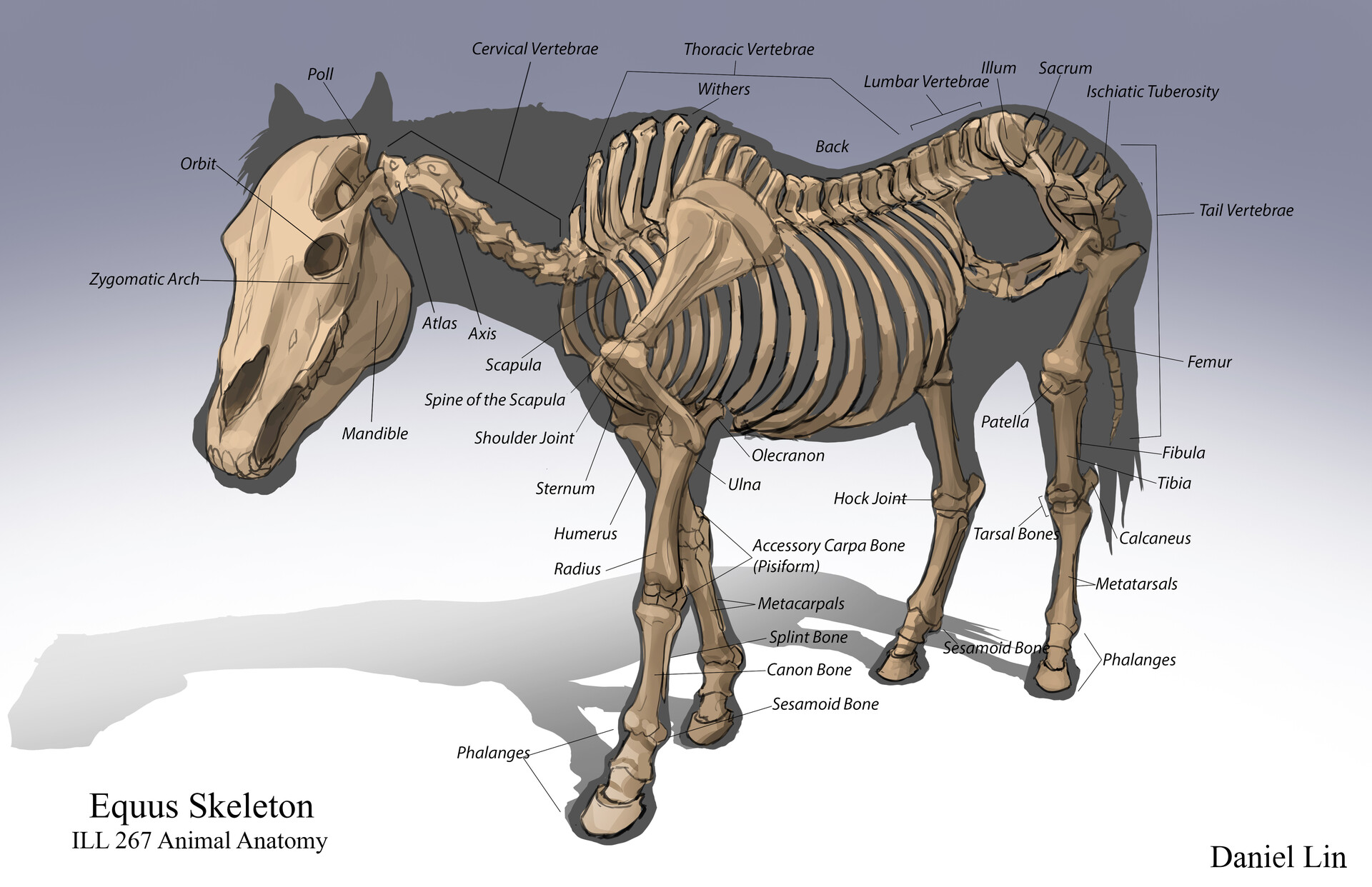 Daniel Lin Tien Yu Equuleus Anatomy
