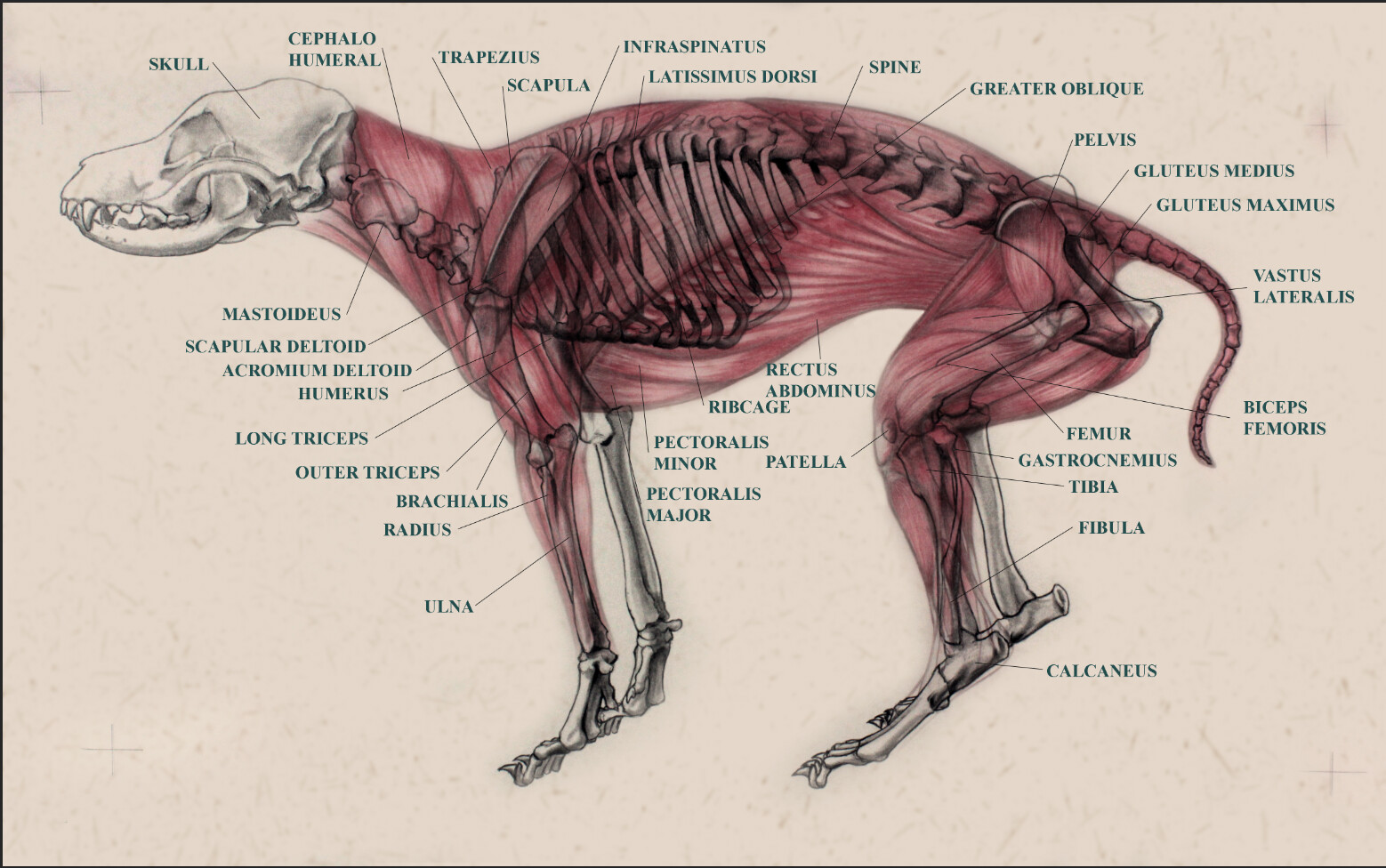 Hadriana oliveira dog anatomy study