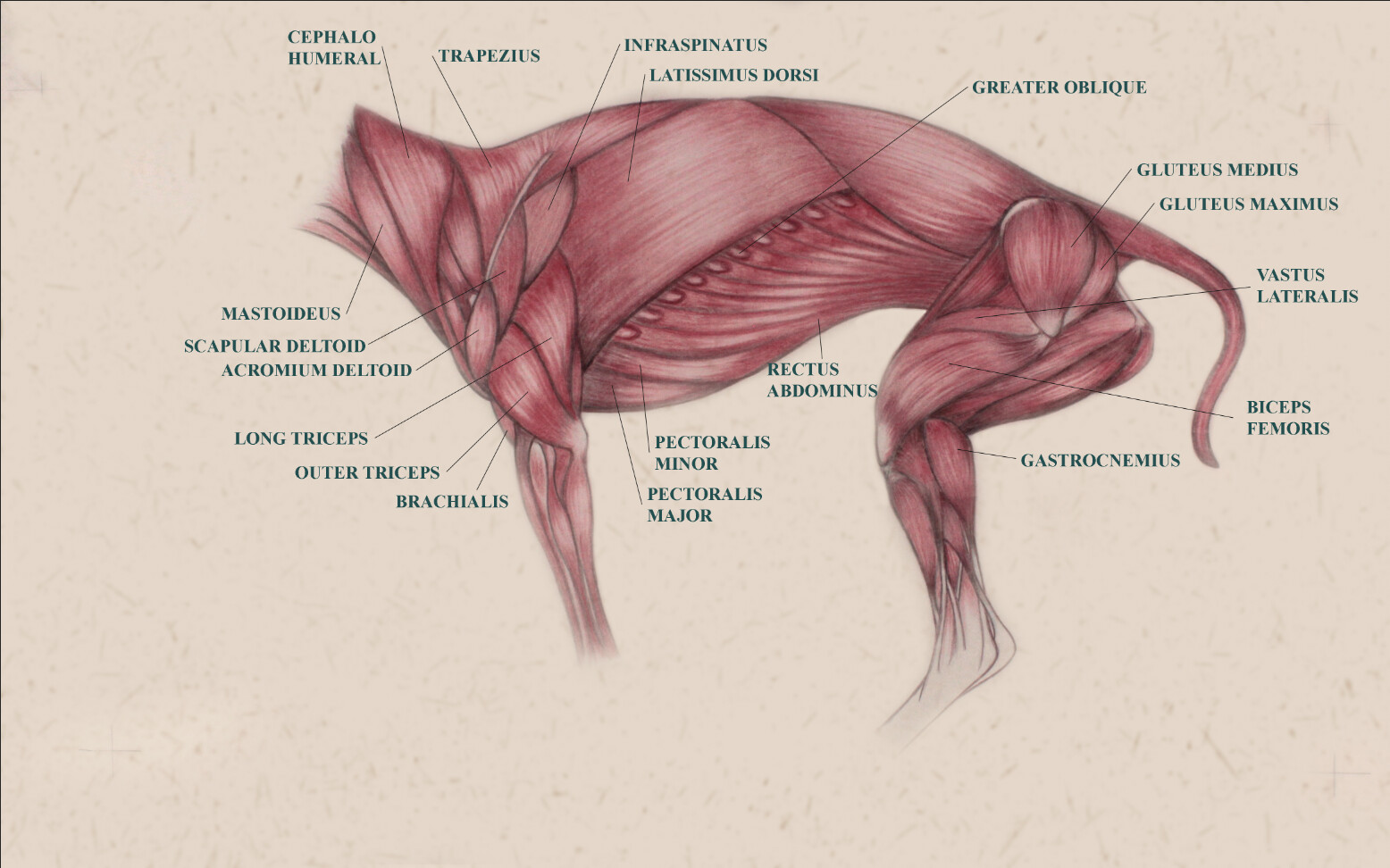 Comparative Anatomy Canine Vs Human Canine Massage Guild