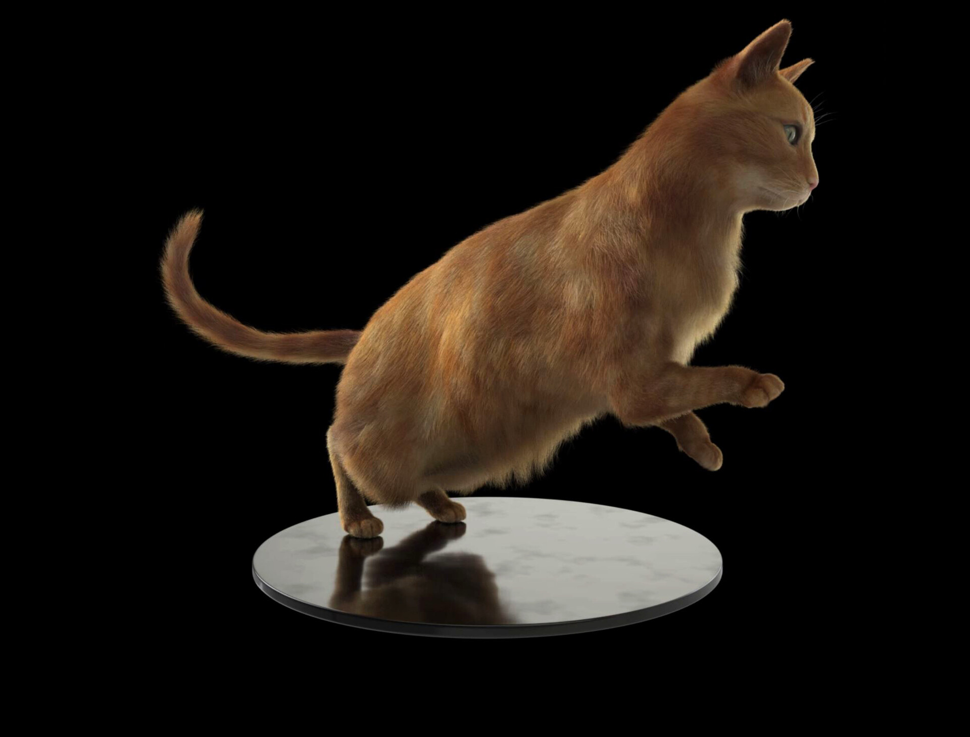 Artstation Munchkin Cat Kye Kolbe Munchkin cat and kitten personality. artstation munchkin cat kye kolbe
