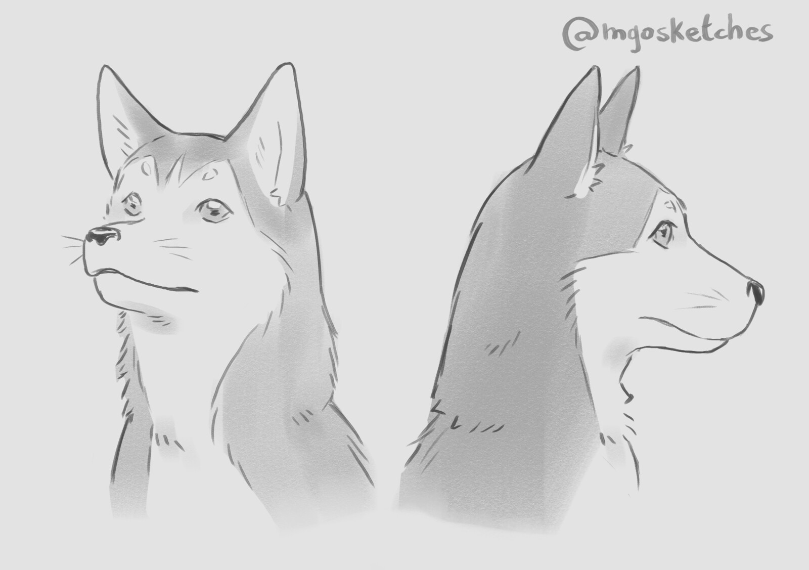 Dog practice