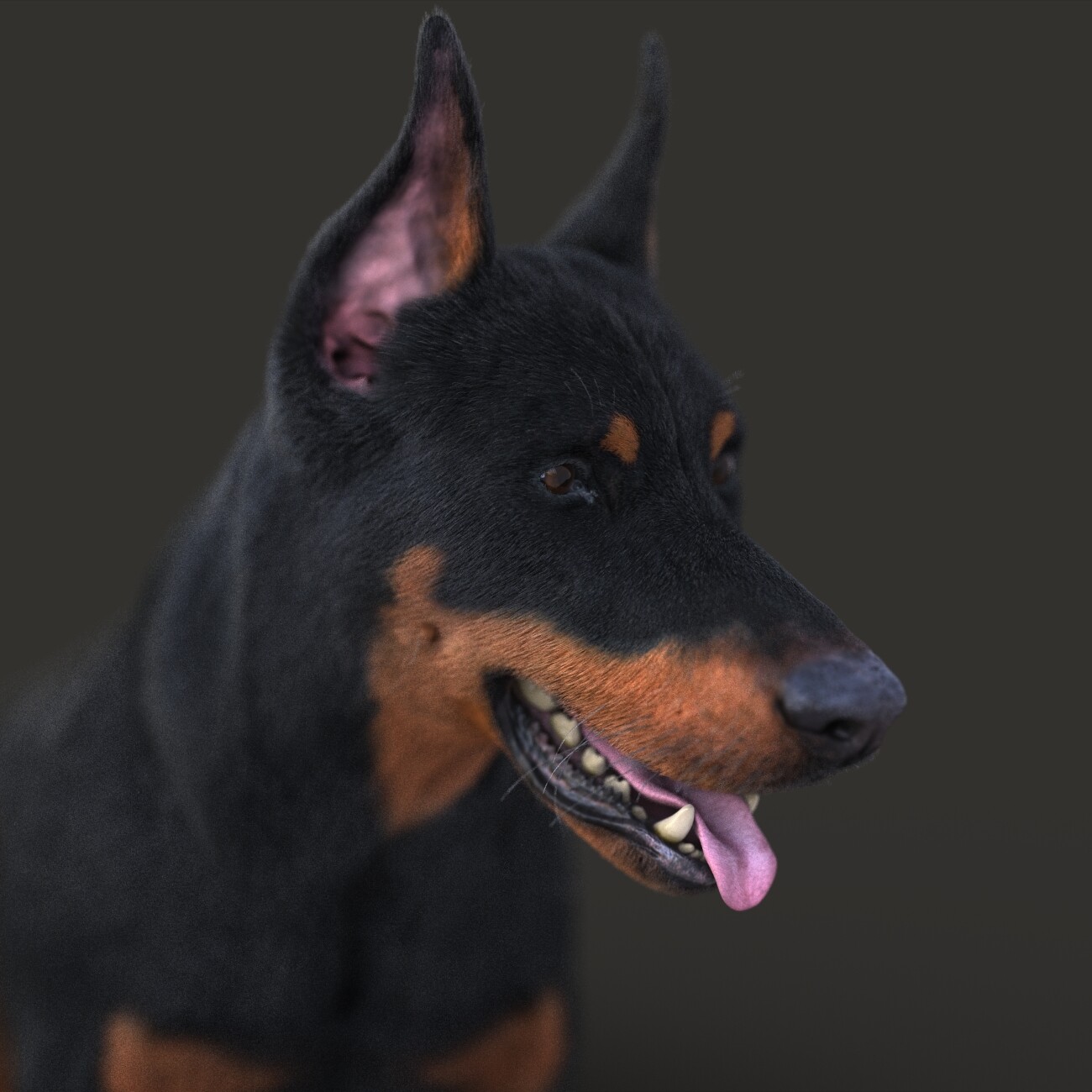 Doberman portrait