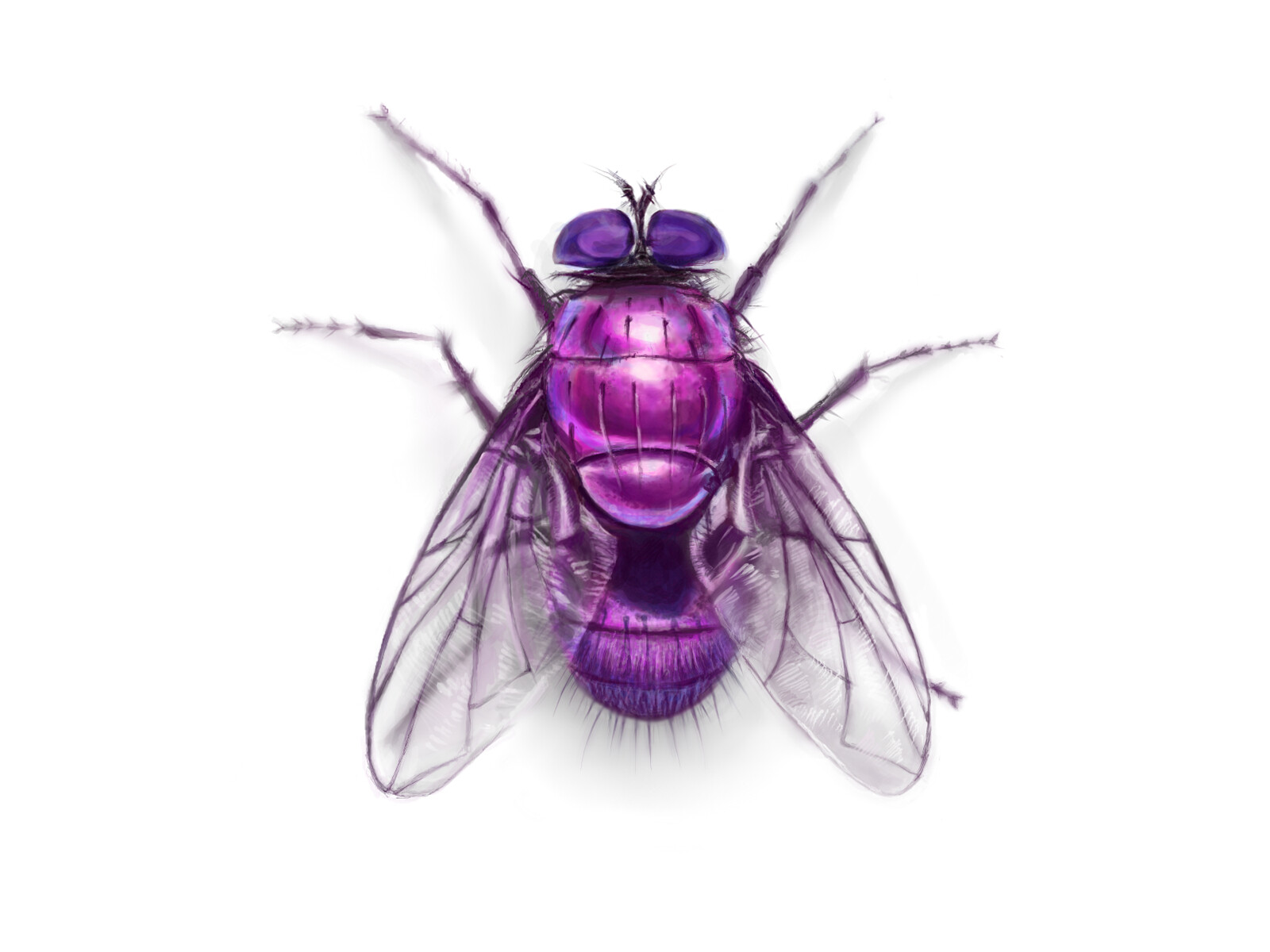 Milena Matić - pink fly