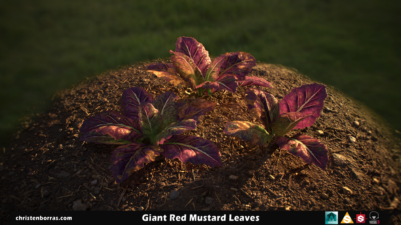 Giant Red Mustard Leaves 