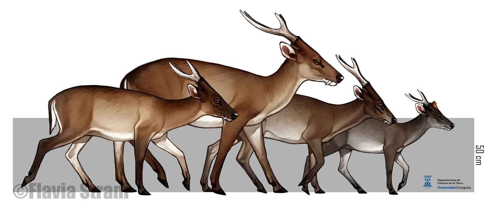 From left to right: Euprox furcatus, Euprox dicranoceros, Amphiprox anocerus, Euprox minimus