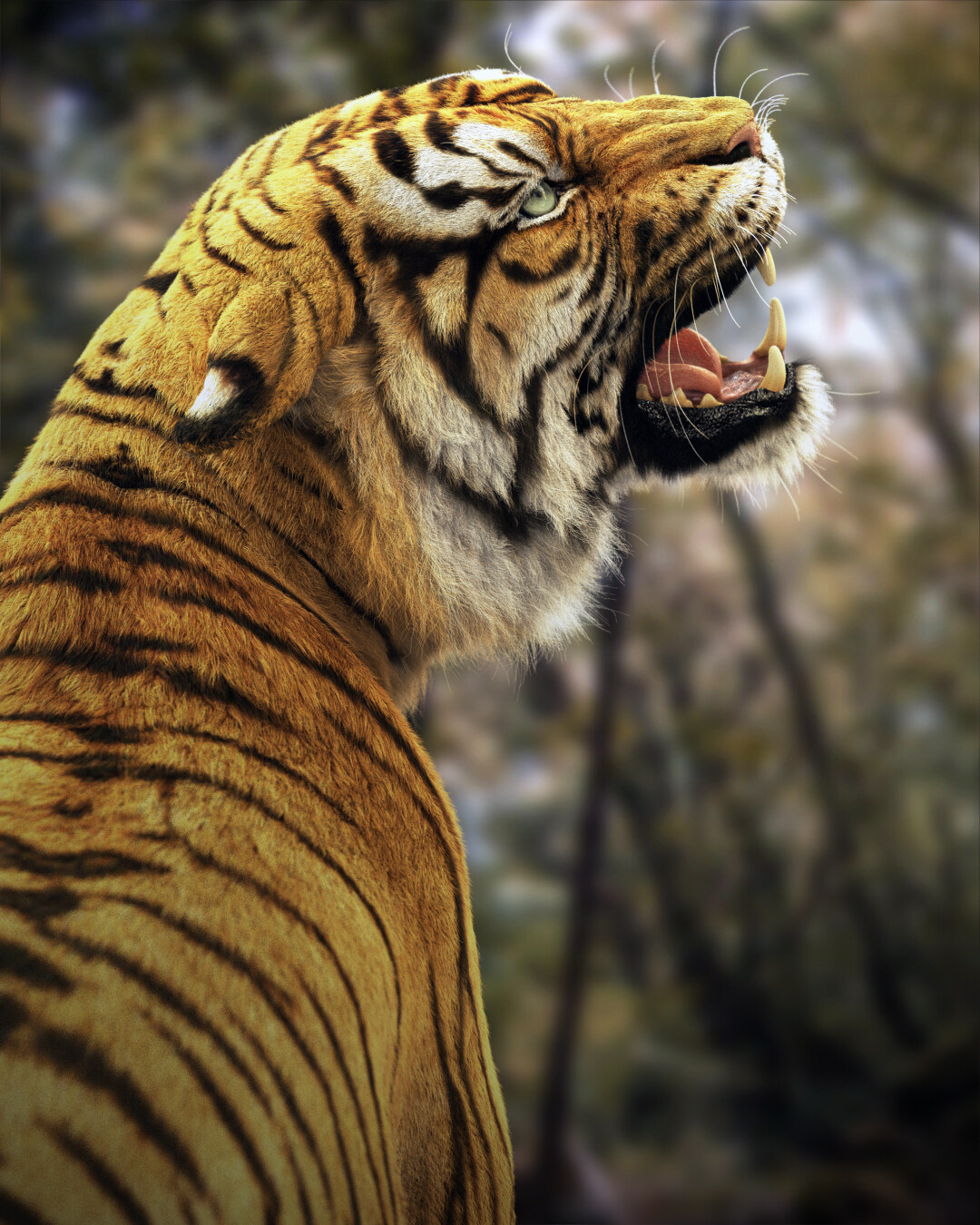 Bengal Tiger