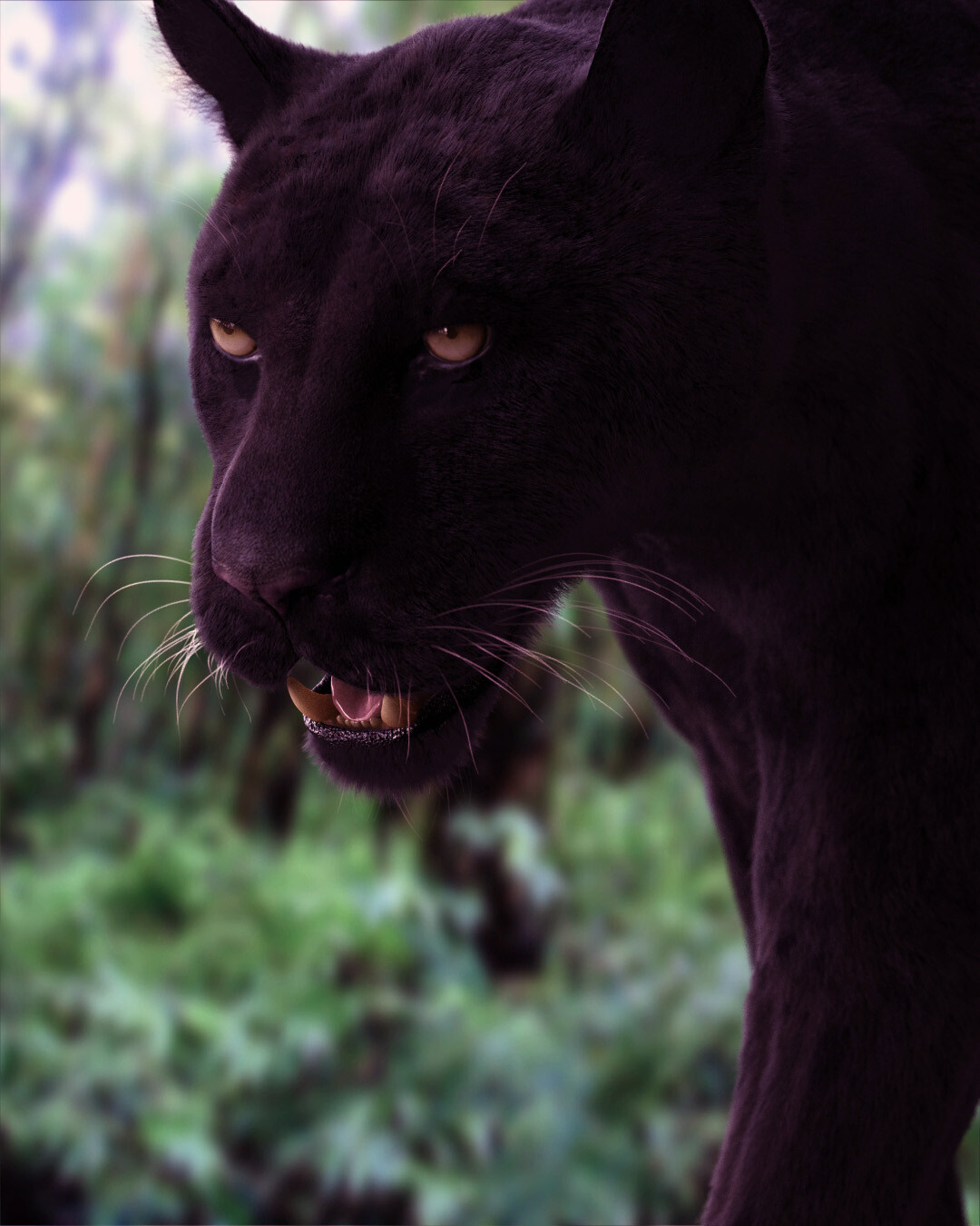 Black Jaguar