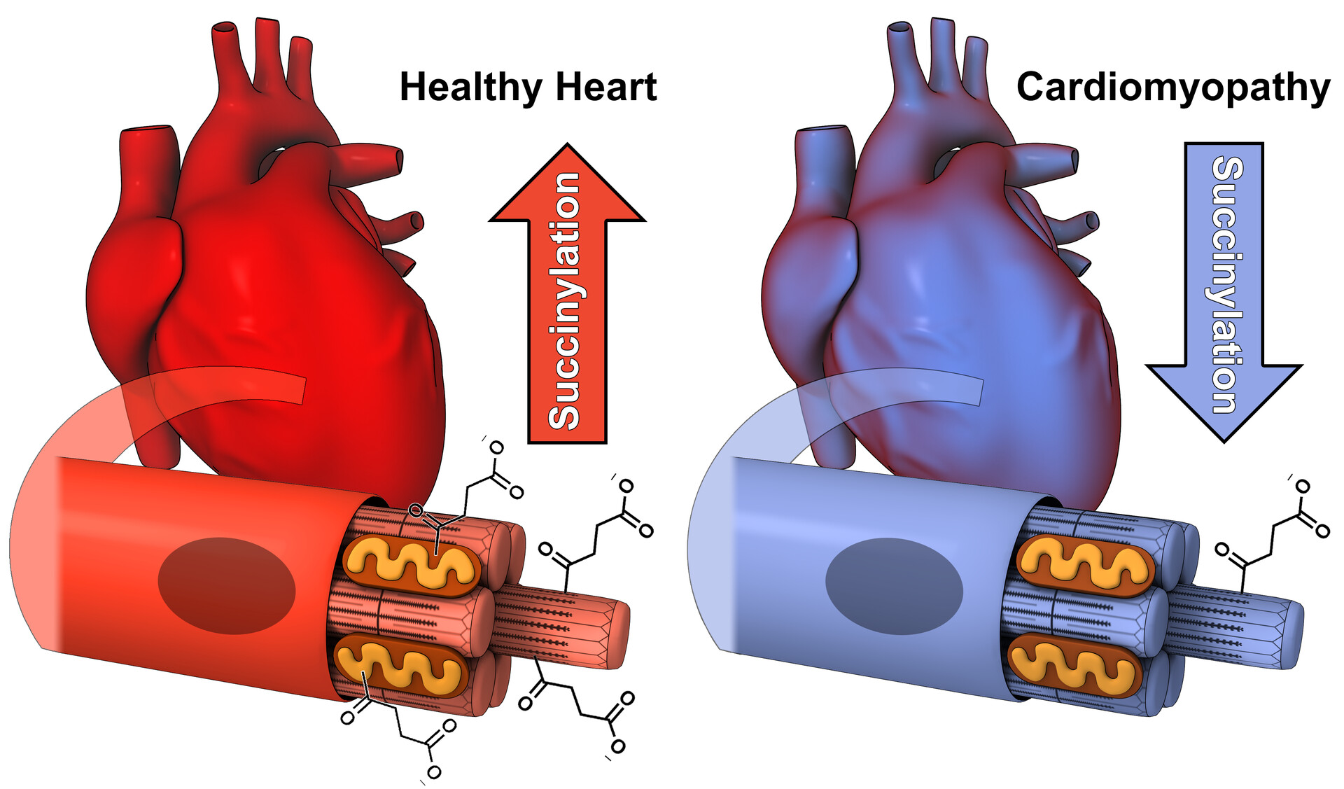 ArtStation Journal of Molecular and Cellular Cardiology Cover ArtStation Journal of Molecular and Cellular Cardiology Cover