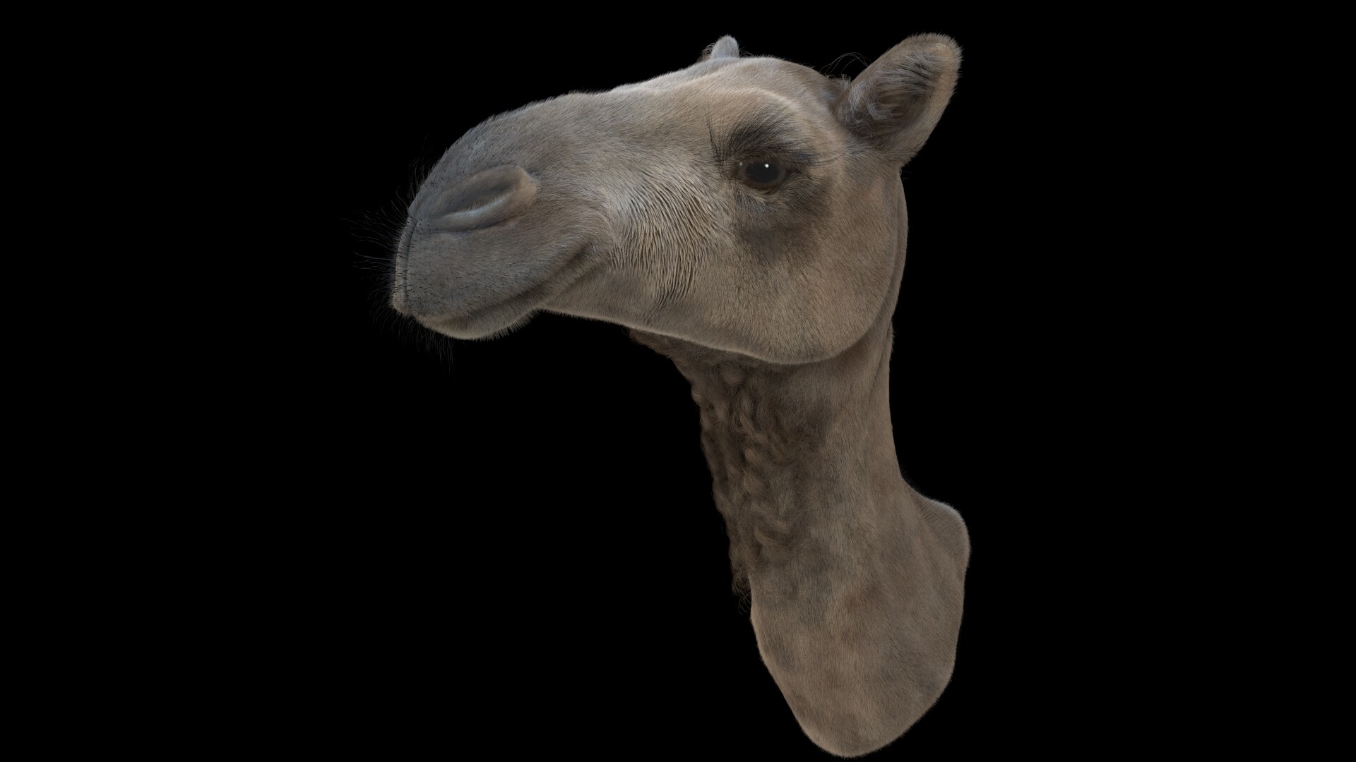 ArtStation - Camel's head ArtStation - Camel's head