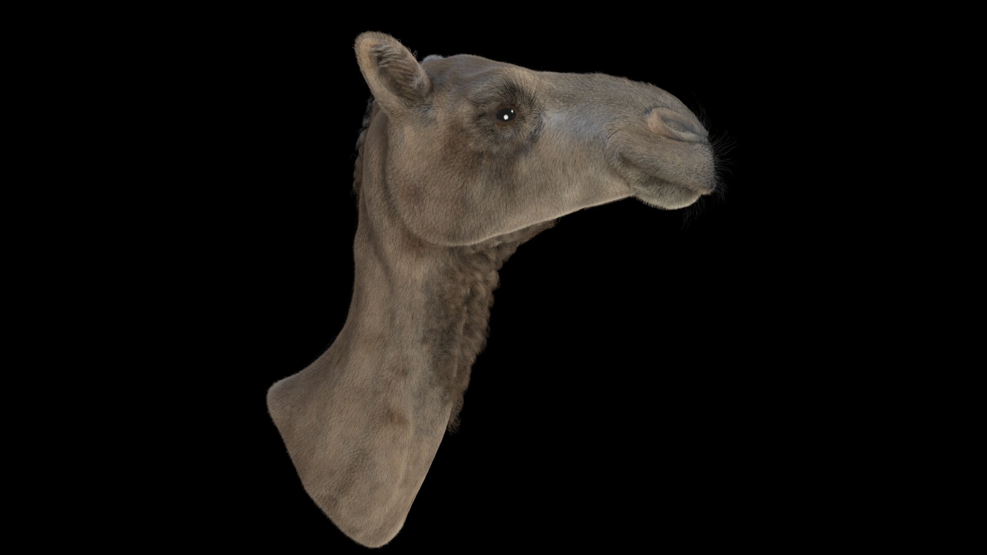 ArtStation - Camel's head ArtStation - Camel's head