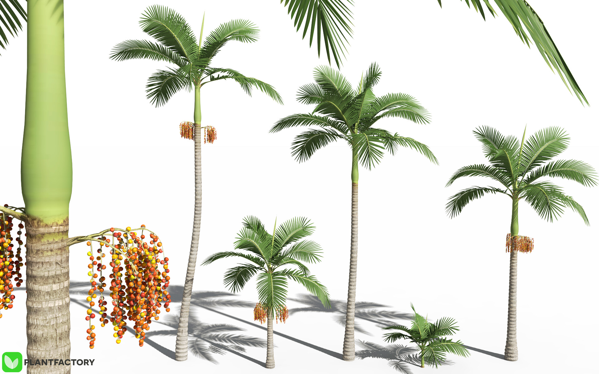 Artstation 3d Alexander Palm Model Frederic Bec