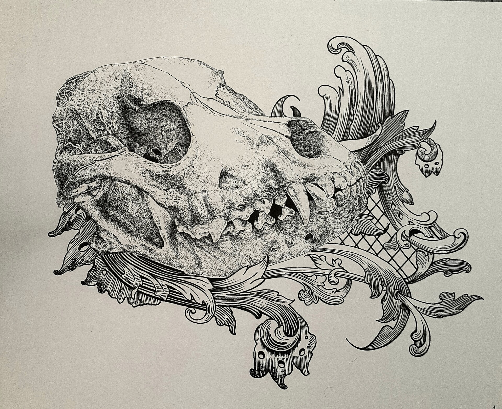 Rottweiler skull online