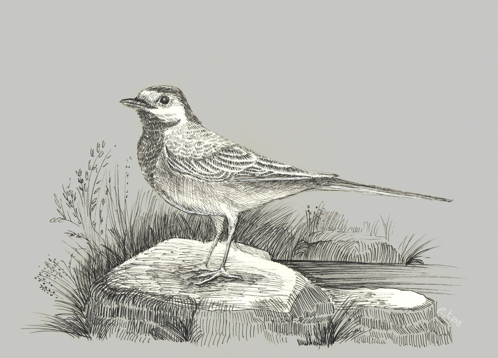 Motacilla alba - ink&amp;digital