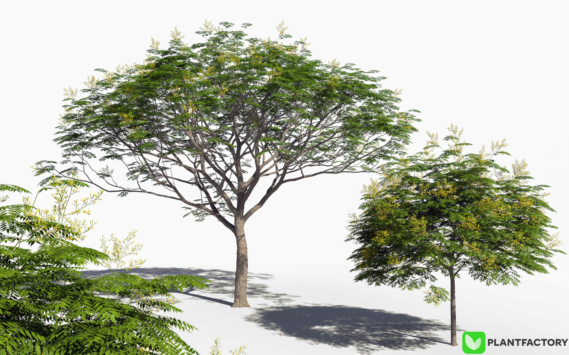 fr-d-ric-bec-3d-koelreuteria-bipinnata-chinese-flame-tree