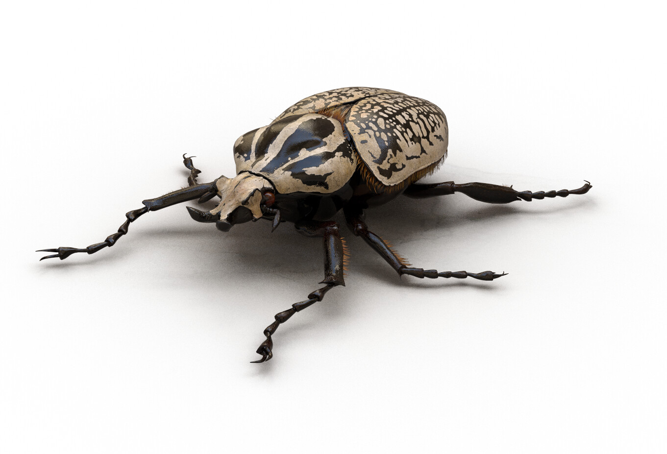 Goliath beetle rendered in Substance iRay