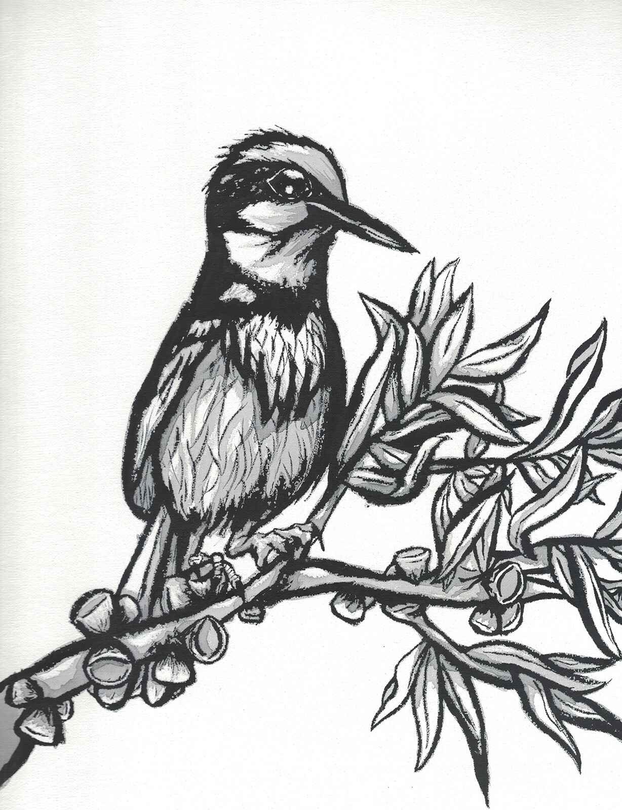 A little bird inkwashing I recently did. Due for some color splashes to help identify species.