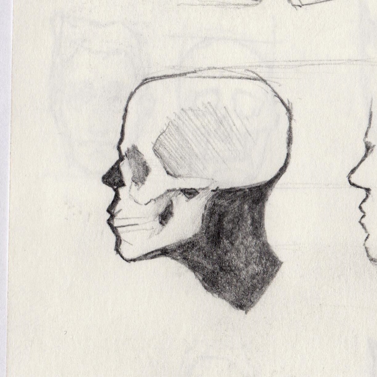 skull study
