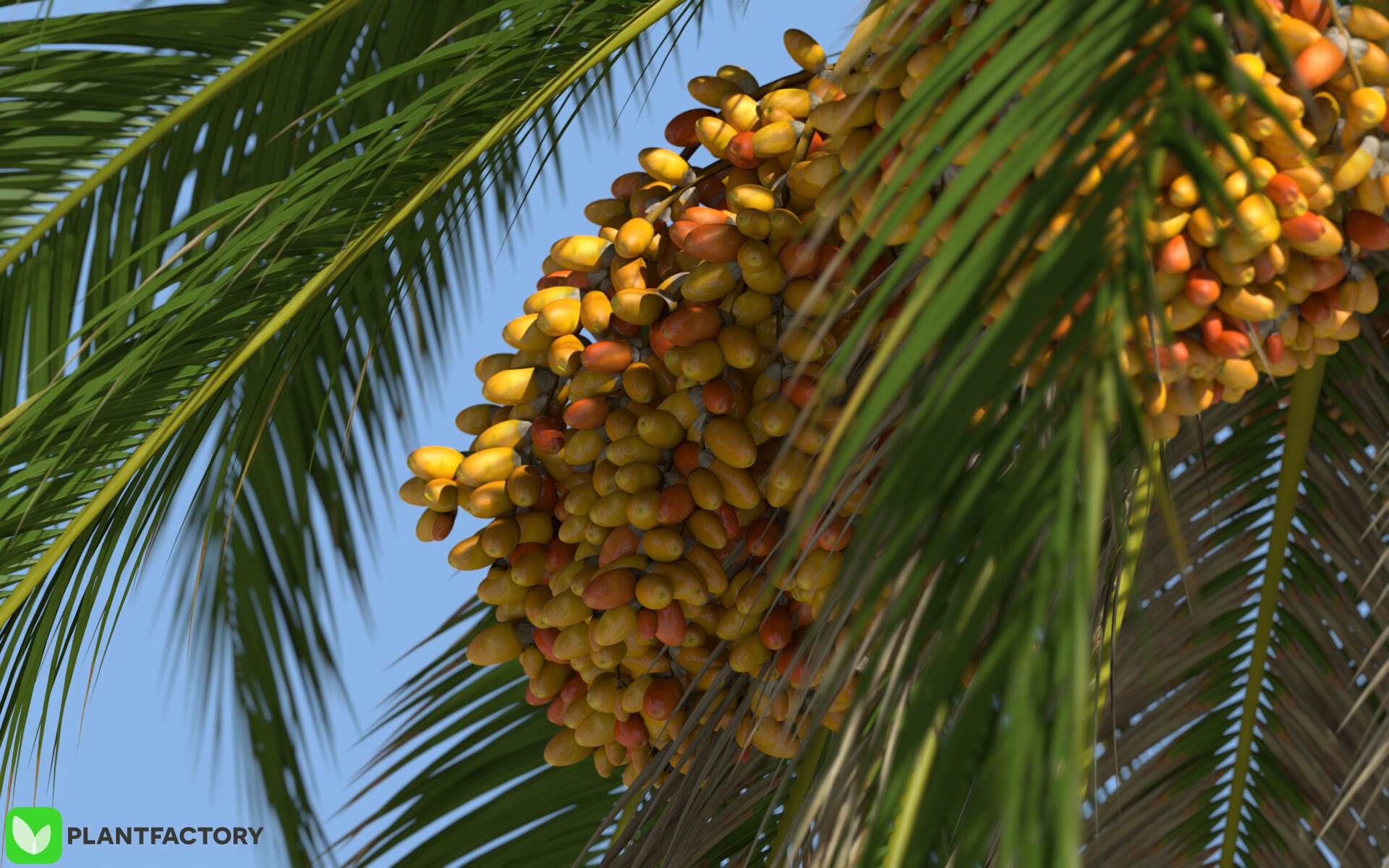Artstation 3d Canary Island Date Palm Phoenix Canariensis