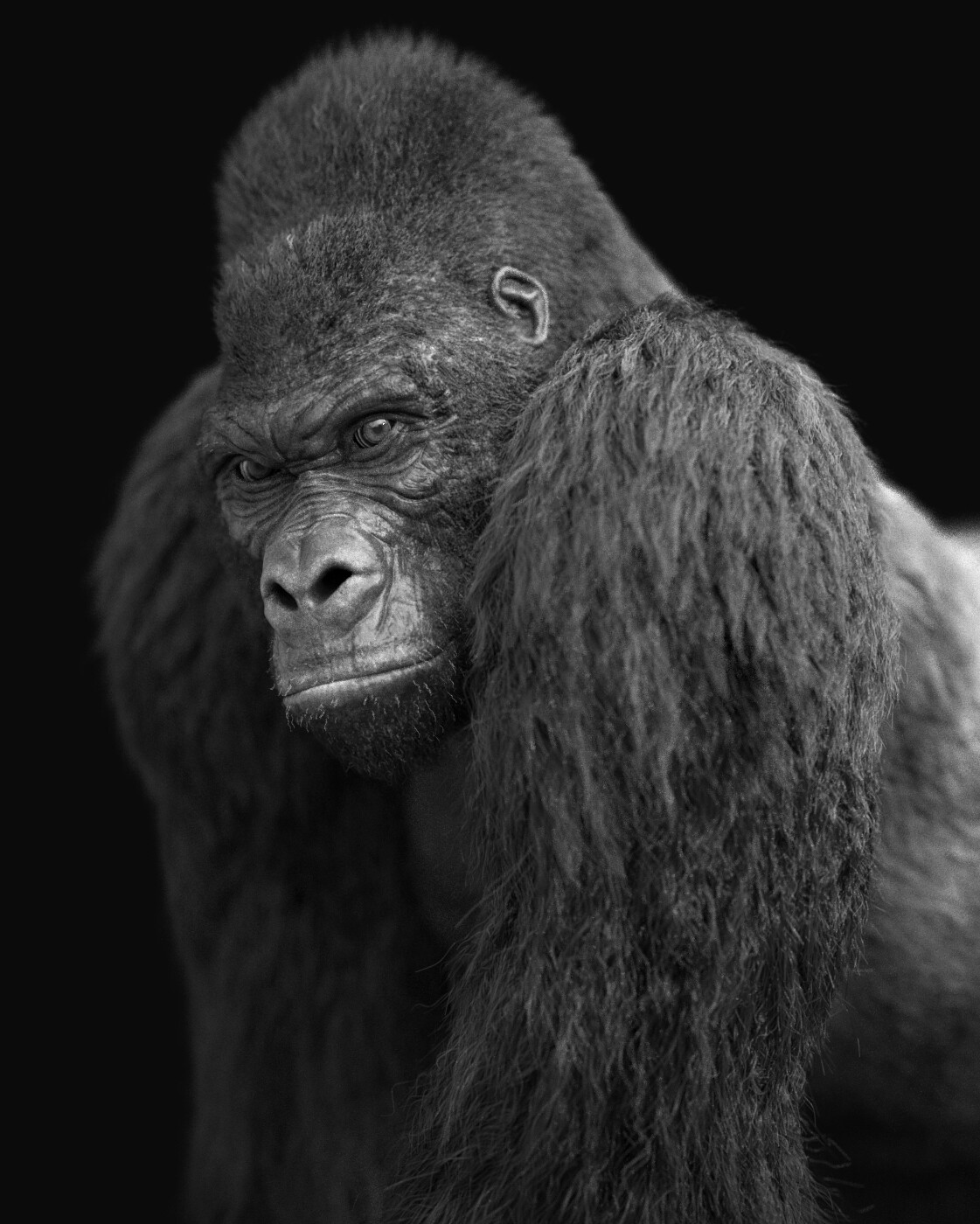Gorilla portrait