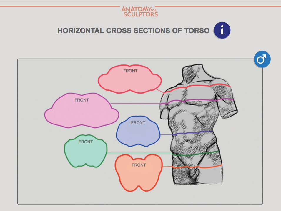 male torso cross section anatomy