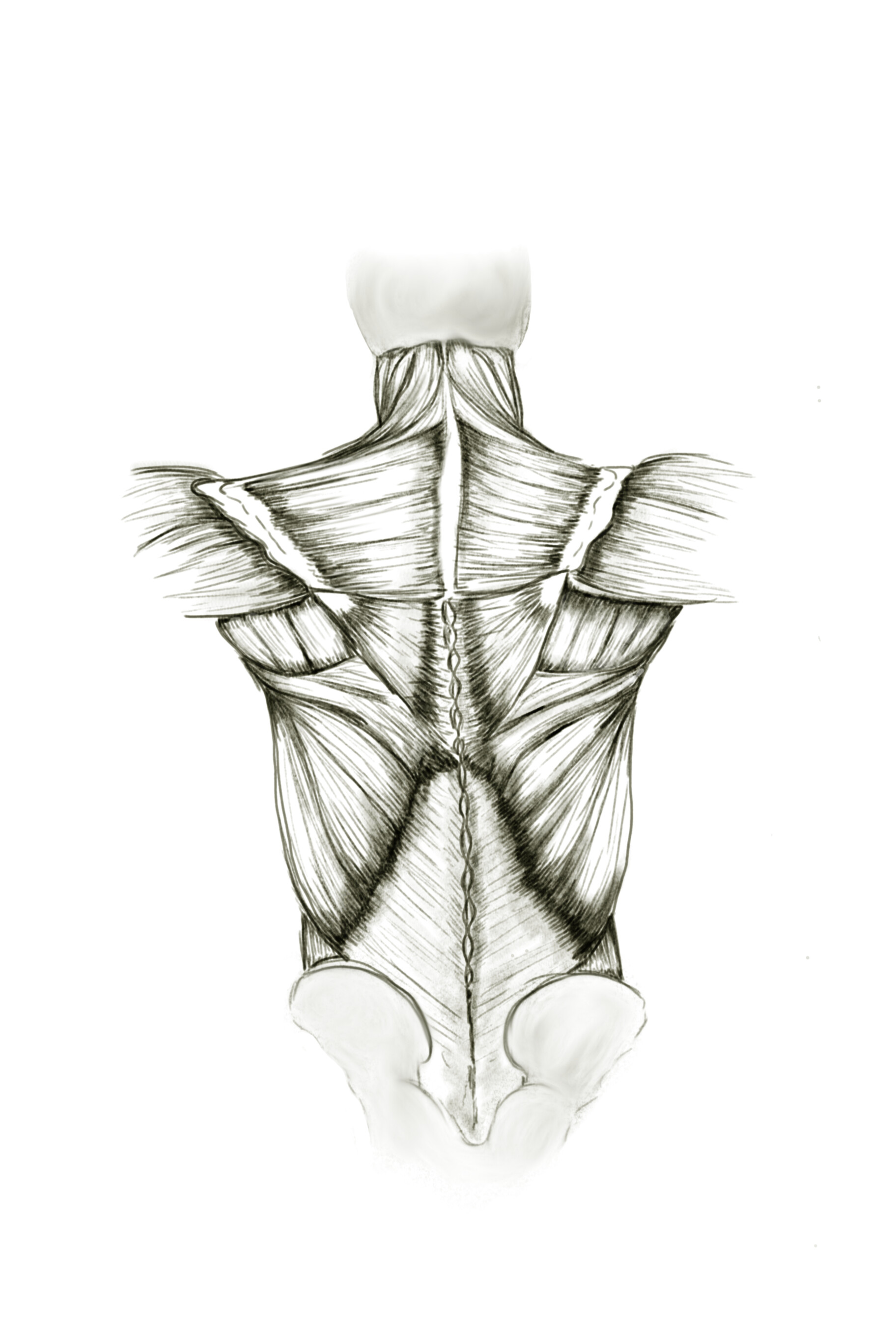 ArtStation - Muscular Anatomy of the Back