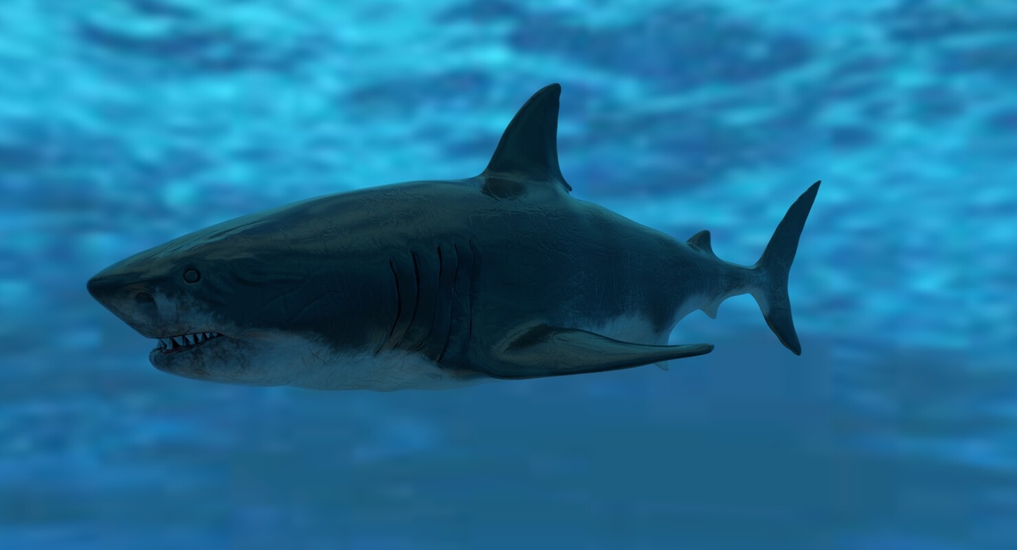 Artstation Great White Shark Model Rig Animations Ramazan Ozekici
