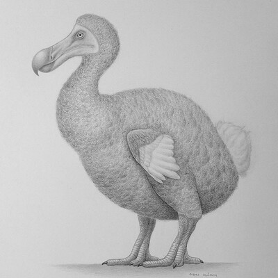 Juraj mlcoch drawing 19 juraj mlcoch dodo