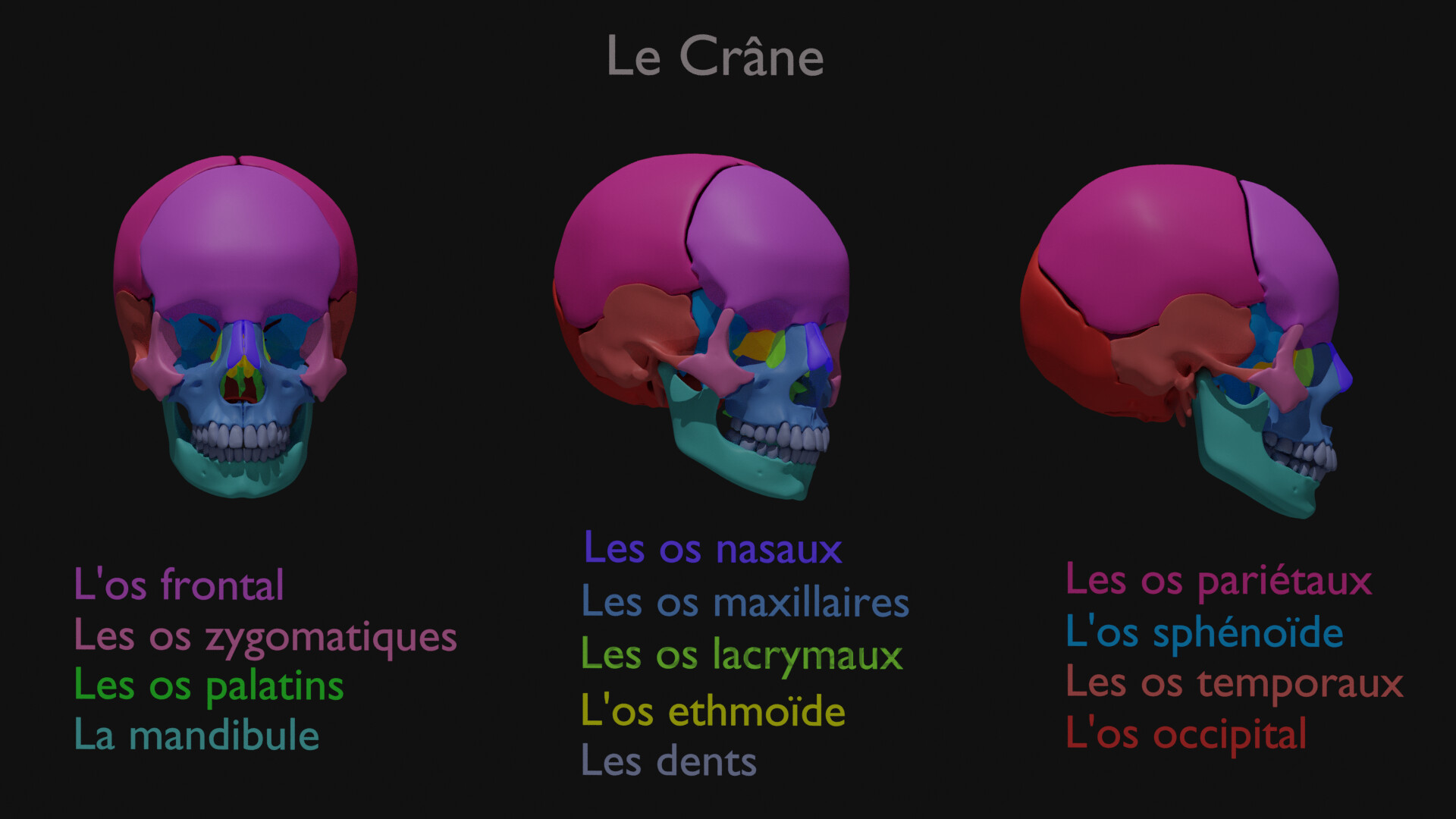 os du crâne