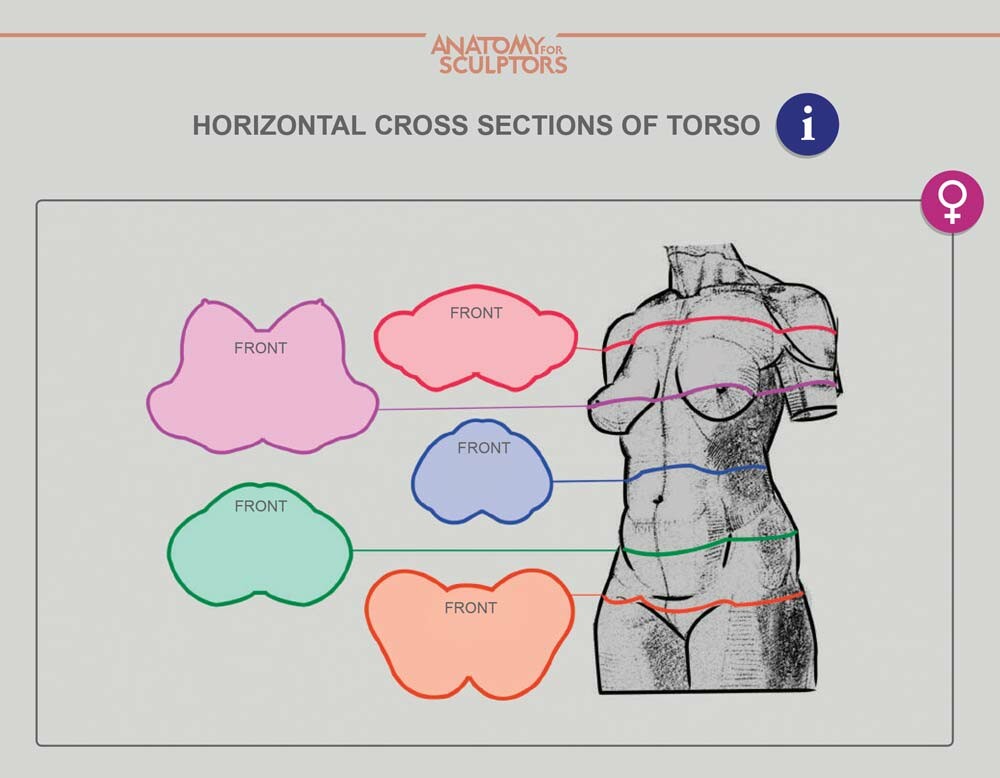 Cross-section of Female torso