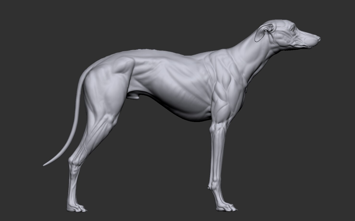 Rajapalayam dog deals