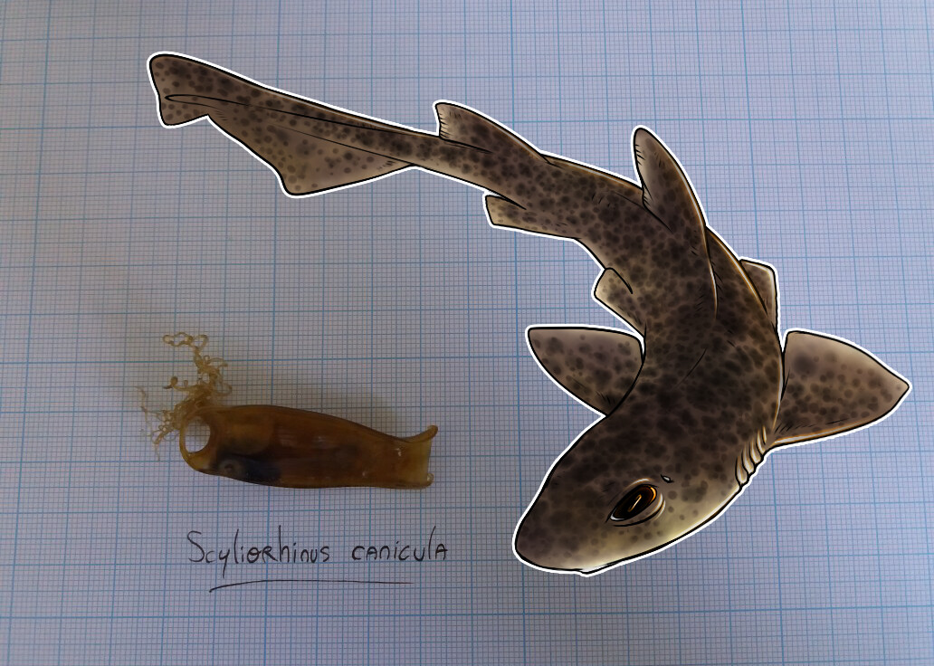 Guillaume Rech - Scyliorhinus canicula