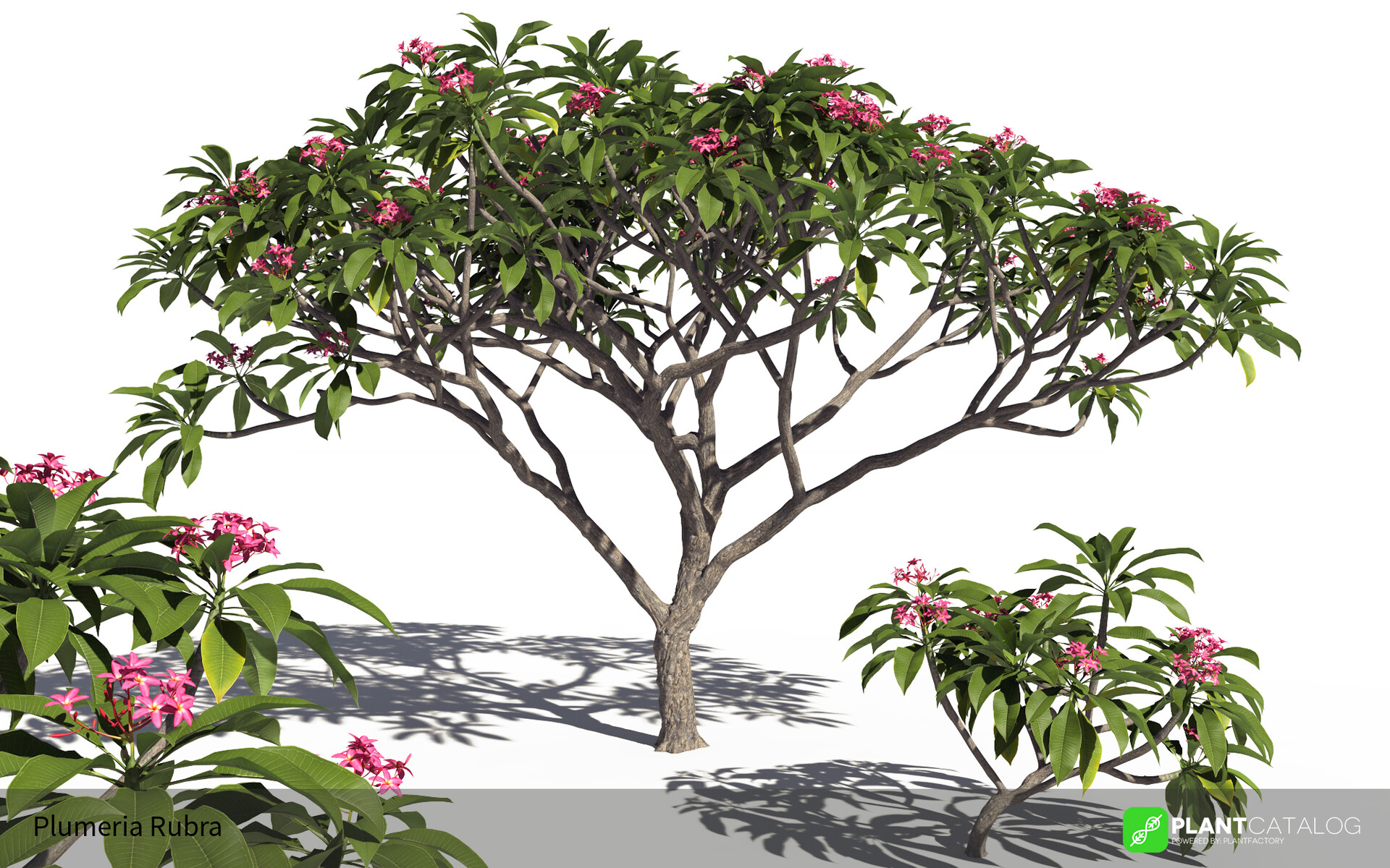 27,500+ Plumeria Tree Stock Photos, Pictures & Royalty-Free Images - iStock  | Plumeria tree hawaii