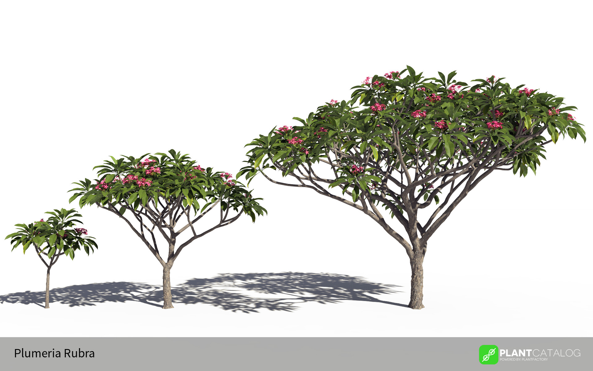 Frédéric Bec - Plumeria rubra 3D vegetation model (frangipani tree)