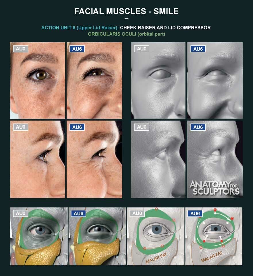 Facial Muscles - Smile