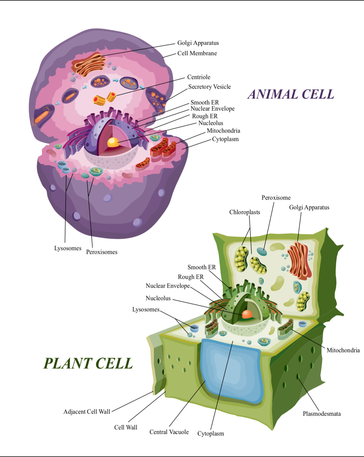 Artstation Animal Plant Cell Adobe Illustrator Max D
