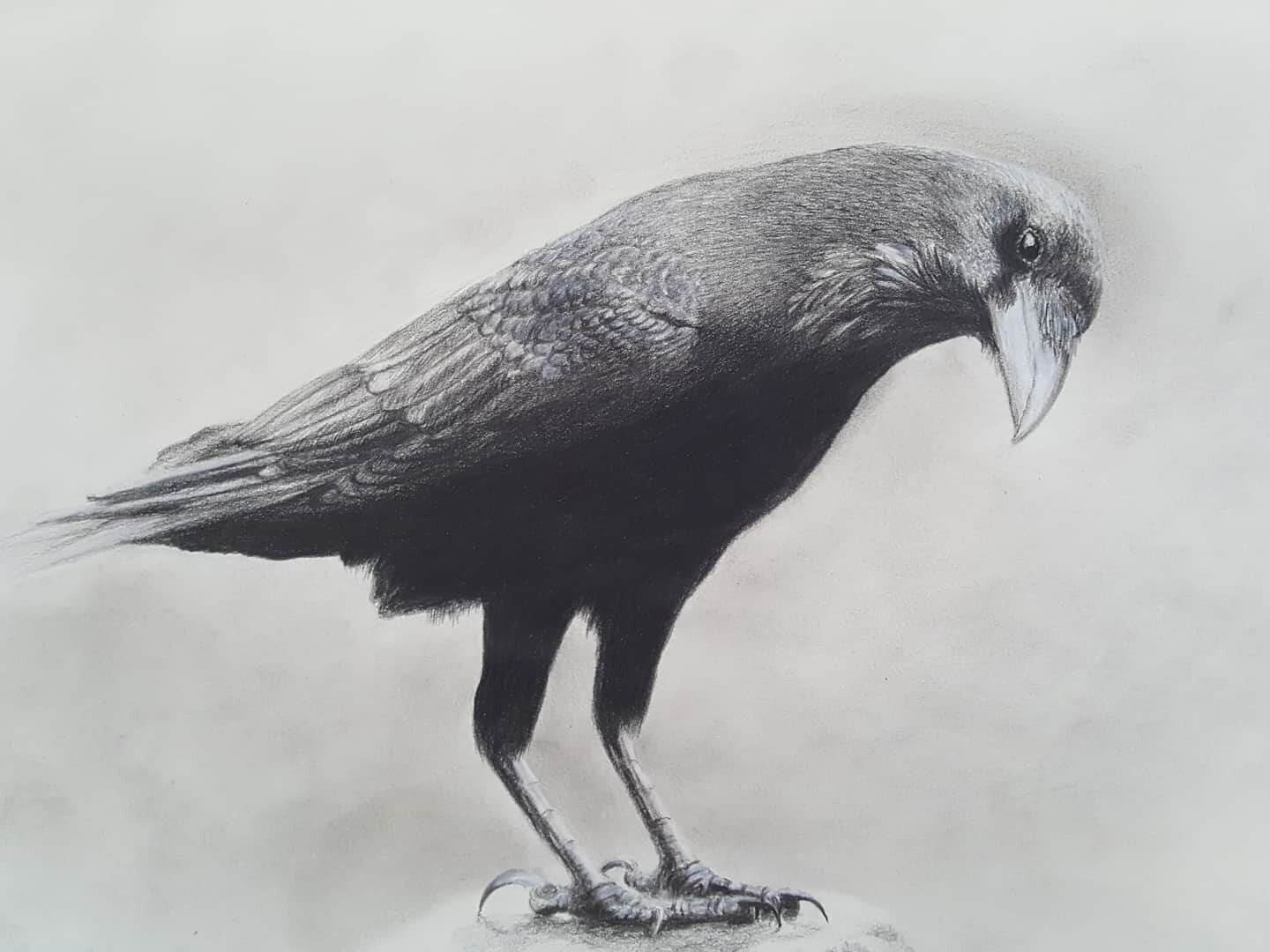 Pencil drawing of ravens Im trying a style that uses a stark white  background to enhance the crisp details in contrast do you like it or  should there be a more developed