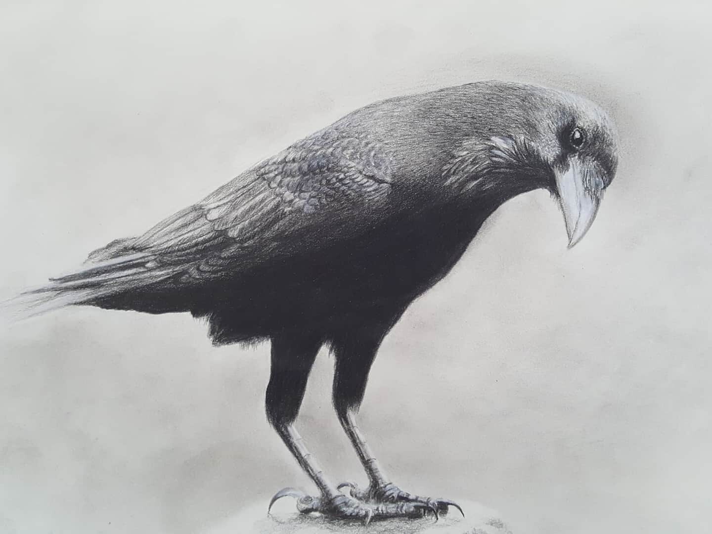 ArtStation Raven charcoal pencil drawing