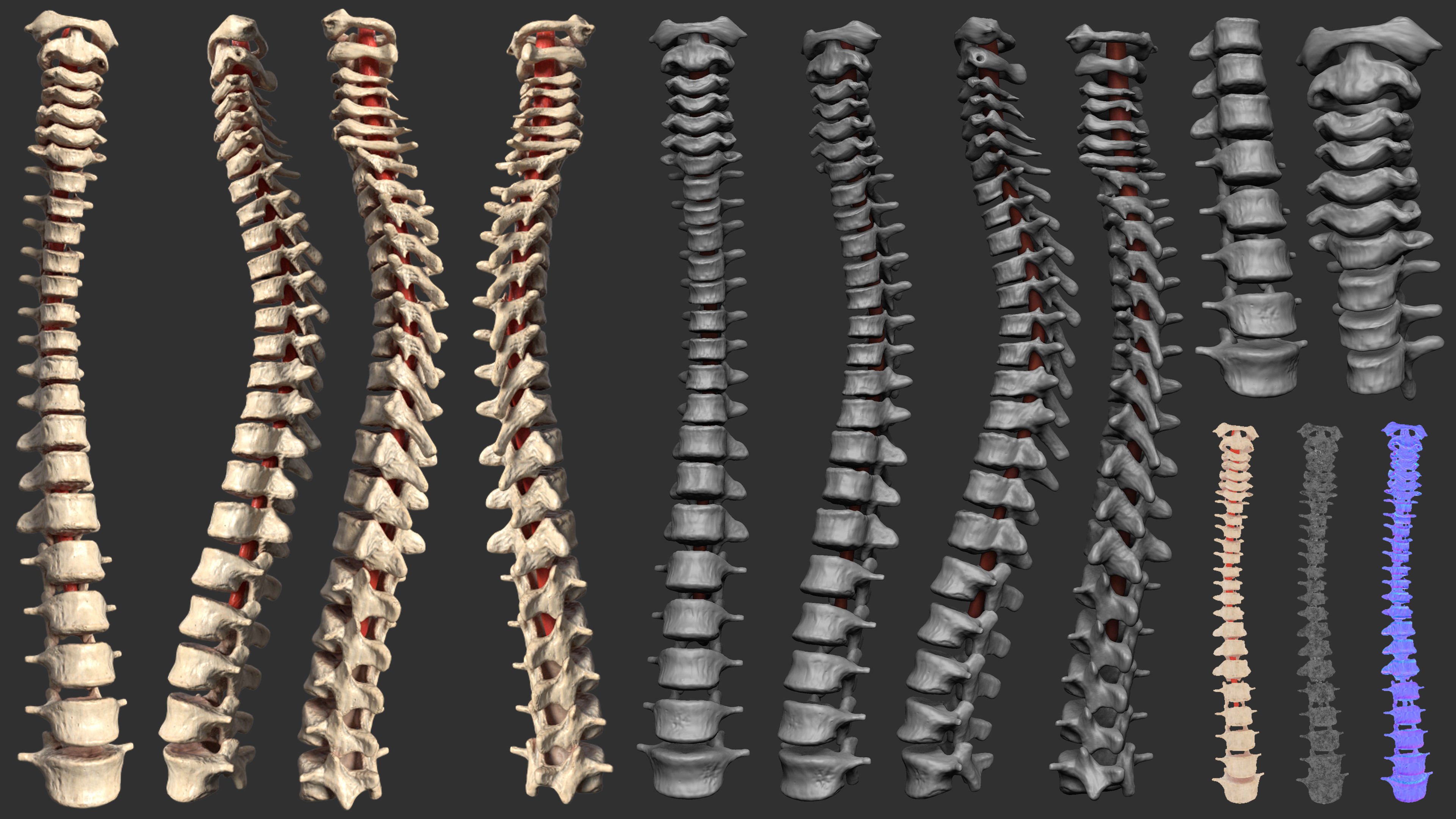 Spinal Cord &amp; Vertebraes + Breakdown 
