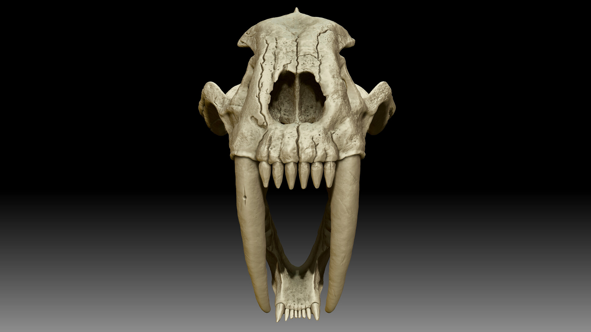 Saber Tooth Tiger Skull Photograph By Sasha Samardzij - vrogue.co