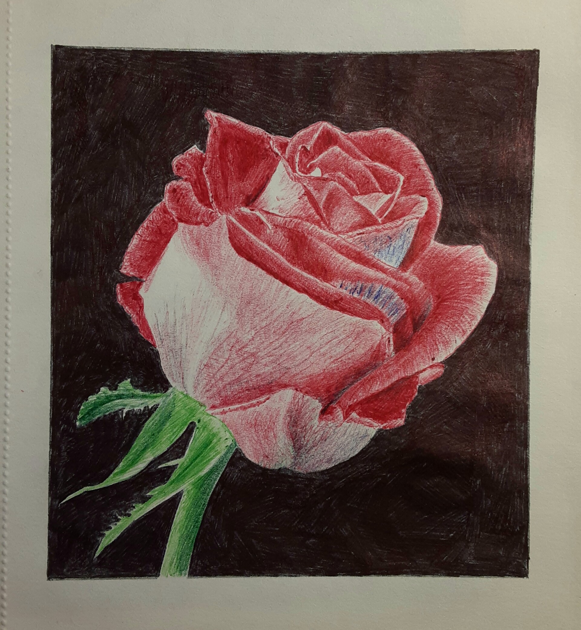 Rose red pen drawing