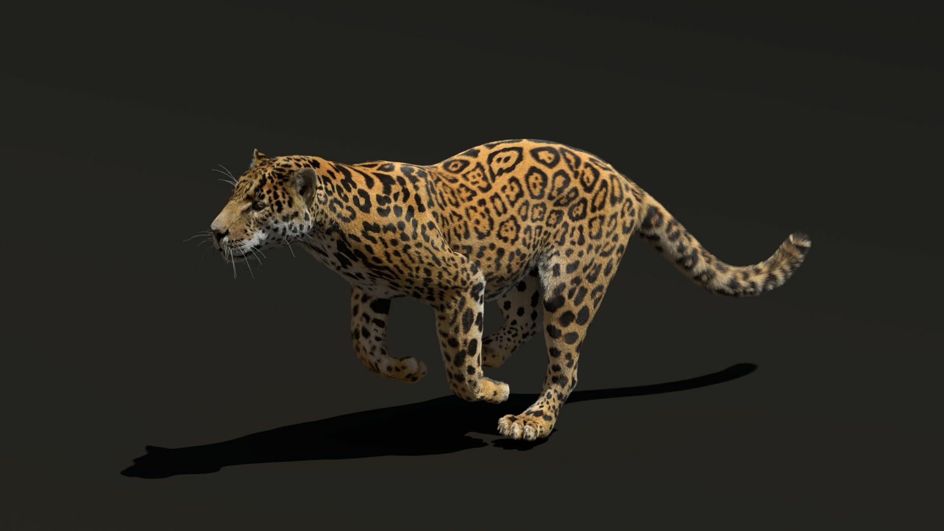 Aaron Brown Panthera Onca 3d Model