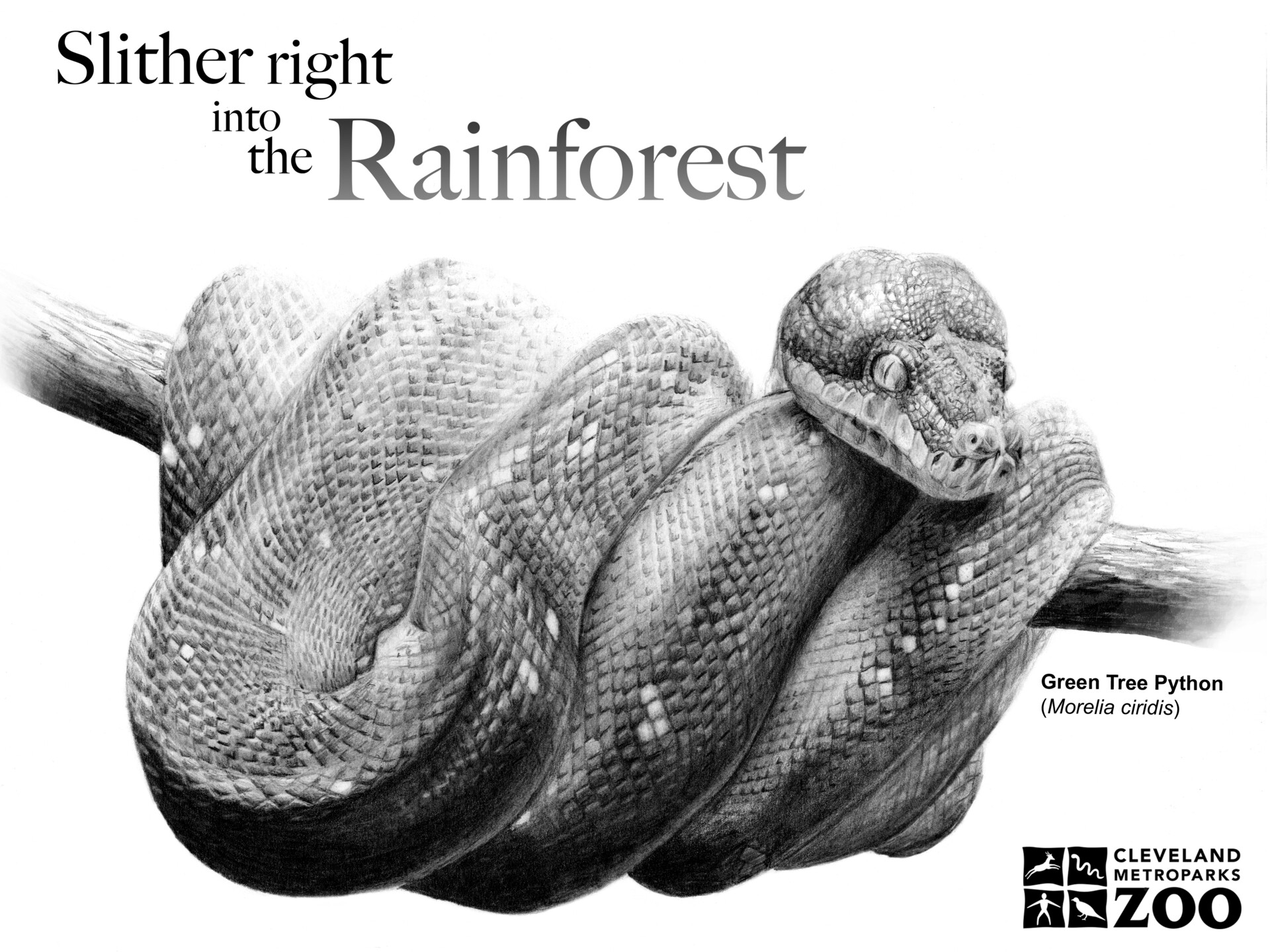 ArtStation - Green Tree Python