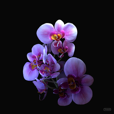 Tyler smith orchidstudy01